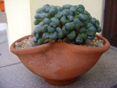 Aloinopsis schooneesii