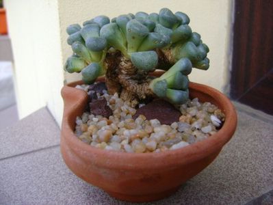 Aloinopsis schooneesii