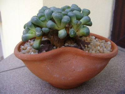 Aloinopsis schooneesii