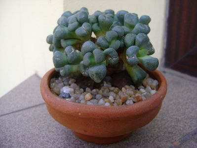 Aloinopsis schooneesii