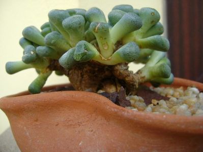 Aloinopsis schooneesii