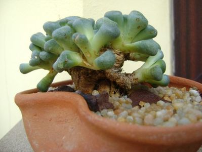 Aloinopsis schooneesii