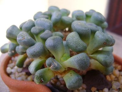 Aloinopsis schooneesii