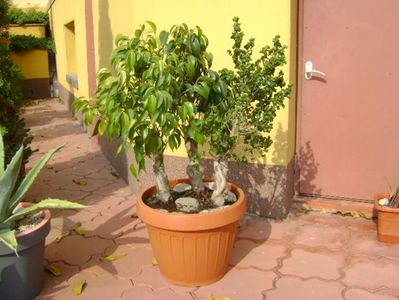 Ficus benjamin verde, variegat & Ficus curly; replantat 10 oct. 2018
