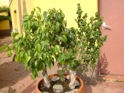 Ficus benjamin verde, variegat & Ficus curly; replantat 10 oct. 2018
