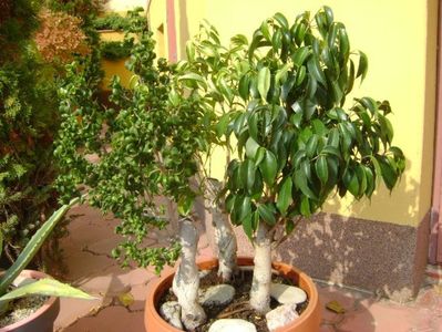 Ficus benjamin verde, variegat & Ficus curly; replantat 10 oct. 2018
