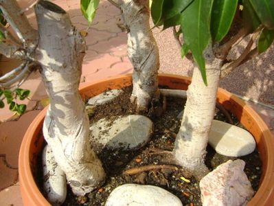 Ficus benjamin verde, variegat & Ficus curly; replantat 10 oct. 2018
