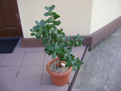 Acca sellowiana (Feijoa); replantat 11 oct. 2018
