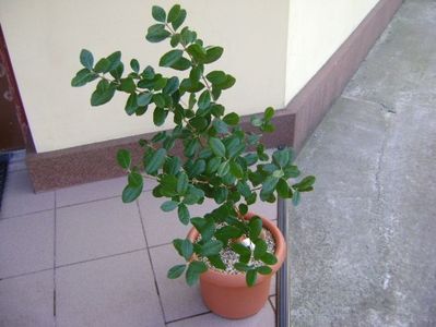 Acca sellowiana (Feijoa); replantat 11 oct. 2018
