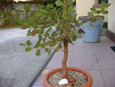 Acca sellowiana (Feijoa); replantat 11 oct. 2018
