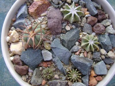 Grup de 5 cactusi; Aztekium hintonii, San Jose del Rio Galeana, Mx (2 ex.)
Aztekium ritteri, Rayones, Mx
Echinocactus horizonthalonius, West of Texas, USA
Geohintonia mexicana, San Jose del Rio, Mx
