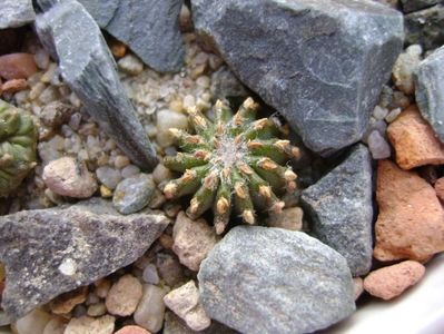 Geohintonia mexicana, San Jose del Rio, Mx