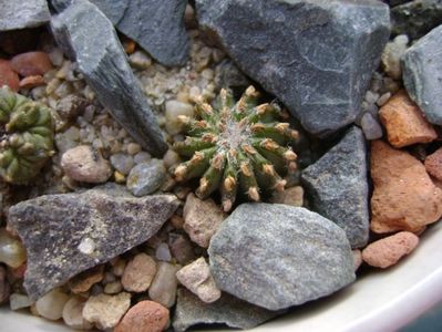 Geohintonia mexicana, San Jose del Rio, Mx