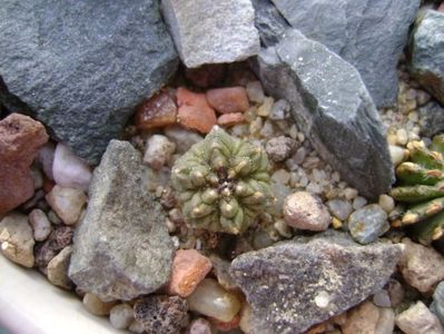 Aztekium ritteri, Rayones, Mx