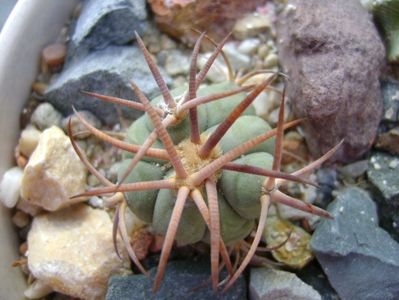 Echinocactus horizonthalonius, West of Texas, USA