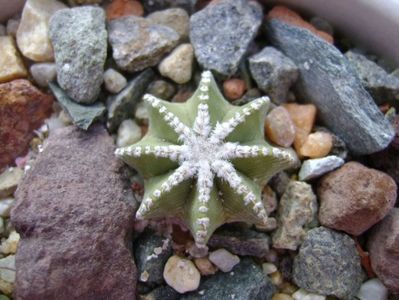 Aztekium hintonii, San Jose del Rio Galeana, Mx