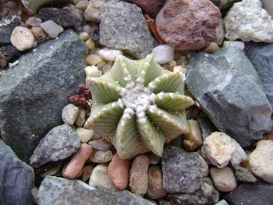 Aztekium hintonii, San Jose del Rio Galeana, Mx