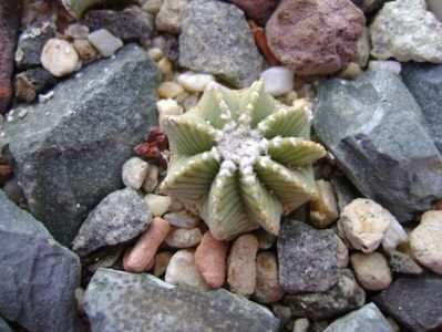 Aztekium hintonii, San Jose del Rio Galeana, Mx