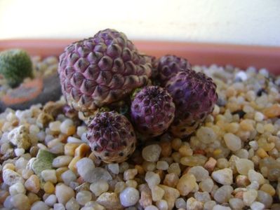 Sulcorebutia rauschii f violacidermis