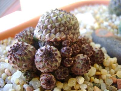 Sulcorebutia rauschii f violacidermis