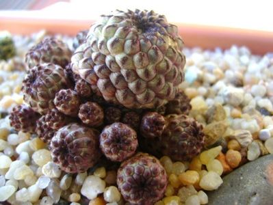 Sulcorebutia rauschii f violacidermis