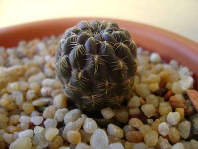 Sulcorebutia purpurea, PHA 937 Laguna Molinero