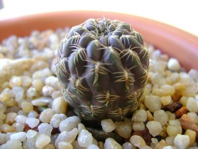 Sulcorebutia purpurea, PHA 937 Laguna Molinero