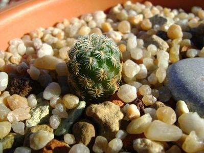 Sulcorebutia langeri, KHM 0030 North of Vallegrande, Santa Cruz