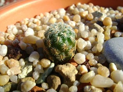 Sulcorebutia langeri, KHM 0030 North of Vallegrande, Santa Cruz