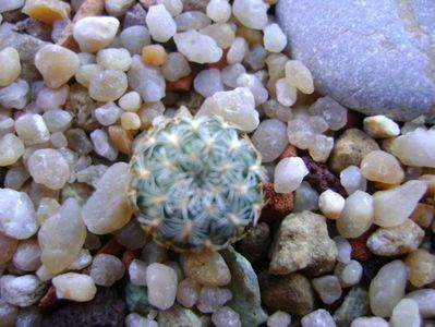 Sulcorebutia langeri, KHM 0030 North of Vallegrande, Santa Cruz