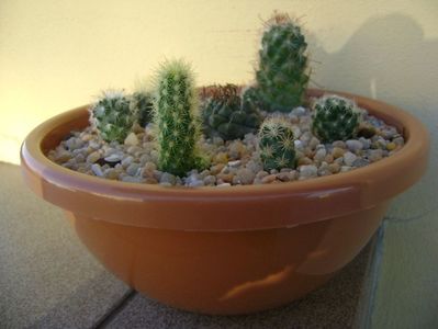 Grup de 7 cactusi; T. panarottoy
T. knuthianus
Escobaria roseana v. galeanensis
Escobaria nellieae
Neoporteria nidus f. senilis (Eriosyce senilis)
M. fraileana
M. coahuilensis
