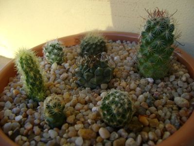 Grup de 7 cactusi; T. panarottoy
T. knuthianus
Escobaria roseana v. galeanensis
Escobaria nellieae
Neoporteria nidus f. senilis (Eriosyce senilis)
M. fraileana
M. coahuilensis
