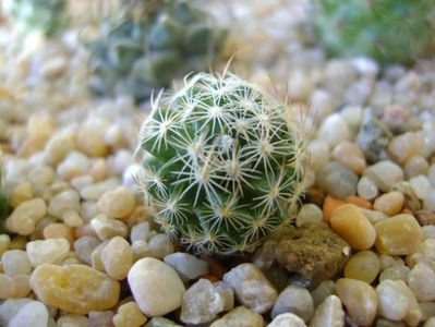 Mammillaria (Porfiria) coahuilensis