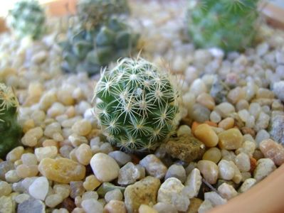 Mammillaria (Porfiria) coahuilensis