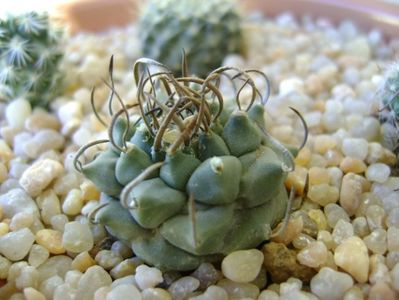 Turbinicarpus panarottoy