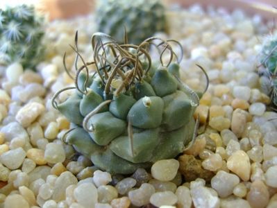 Turbinicarpus panarottoy