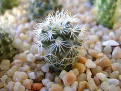 Turbinicarpus (Gymnocactus) knuthianus, SB 847 San Luis Potosi (Villar), Mx