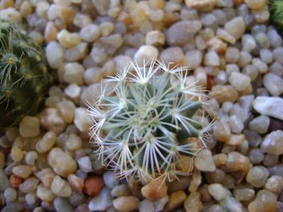 Turbinicarpus (Gymnocactus) knuthianus, SB 847 San Luis Potosi (Villar), Mx