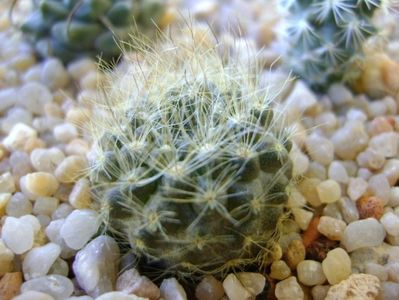 Neoporteria nidus f. senilis (Eriosyce senilis)