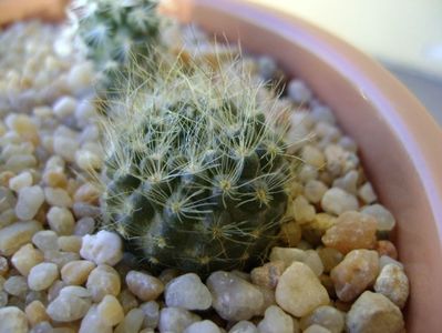 Neoporteria nidus f. senilis (Eriosyce senilis)