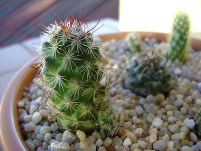 Mammillaria fraileana