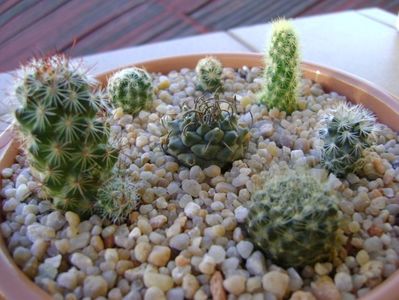 Grup de 7 cactusi; T. panarottoy
T. knuthianus
Escobaria roseana v. galeanensis
Escobaria nellieae
Neoporteria nidus f. senilis (Eriosyce senilis)
M. fraileana
M. coahuilensis
