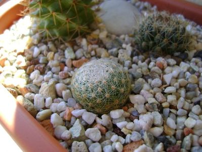 Mammillaria lenta