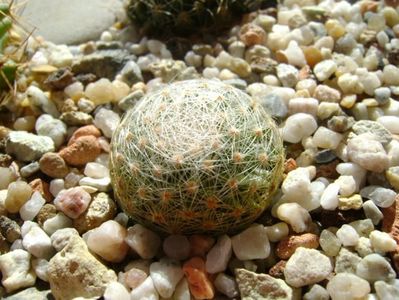 Mammillaria lenta