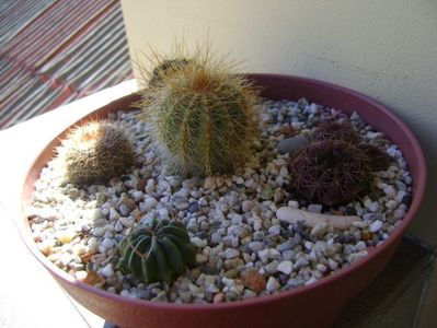 Grup de 5 cactusi; Lobivai aculeata (Echinopsis pentlandii)  
Lobivia (Echinopsis) cinnabarina 
Notocactus schlosseri
Notocactus magnificus
Echinofossulocactus coptonogonus
