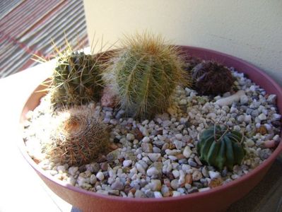 Grup de 5 cactusi; Lobivai aculeata (Echinopsis pentlandii)  
Lobivia (Echinopsis) cinnabarina 
Notocactus schlosseri
Notocactus magnificus
Echinofossulocactus coptonogonus
