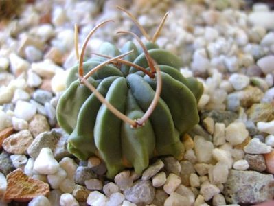 Echinofossulocactus coptonogonus