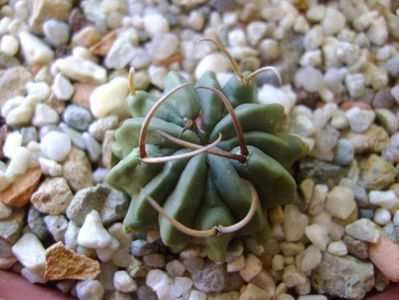 Echinofossulocactus coptonogonus