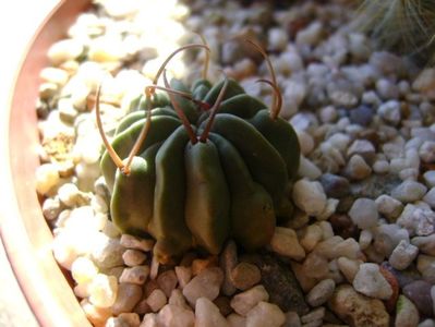 Echinofossulocactus coptonogonus