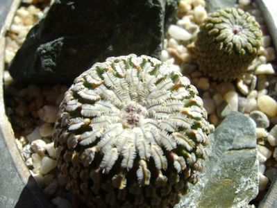 Turbinicarpus pseudopectinatus v. rubriflorus, MZ 736 Dr Arroyo, NL & Turbinicarpus pseudopectinatus